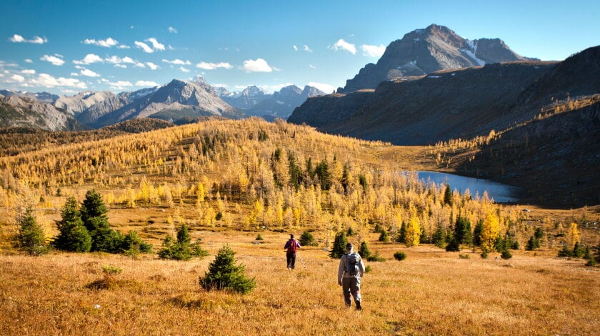 Hikers walking through golden larch forest with snow-capped mountains and alpine lake in background